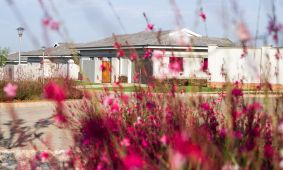 Flowers at Eastlands, Benoni North
